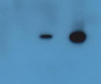 HTA9 | Probable histone H2A variant 3 in the group Antibodies Plant/Algal / DNA/RNA/Cell Cycle / Nuclear signaling at Agrisera AB (Antibodies for research) (AS10 718)